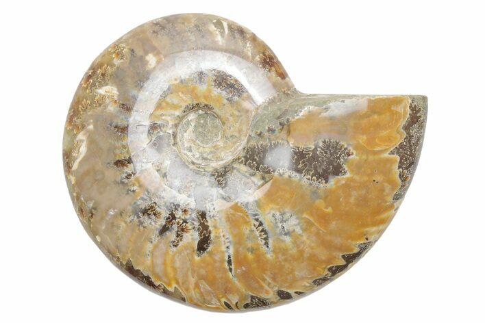 Polished Cretaceous Ammonite (Cleoniceras) Fossil - Madagascar #216049
